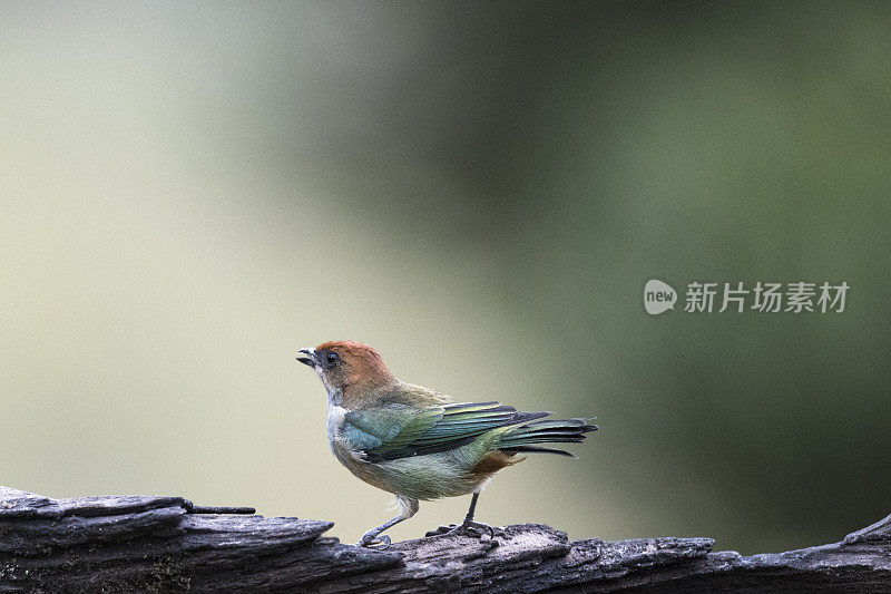 栗色背唐纳雀(Tangara preciosa)